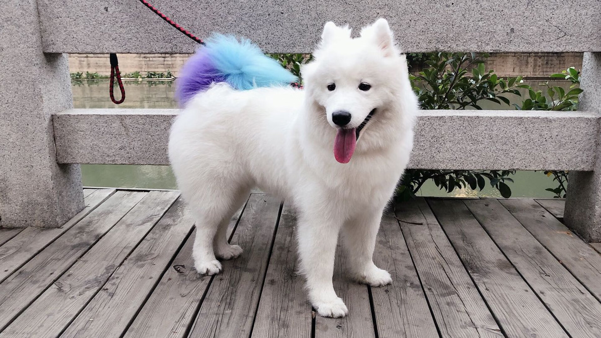 史密斯仰泳三连胜状态火热,史密斯教练