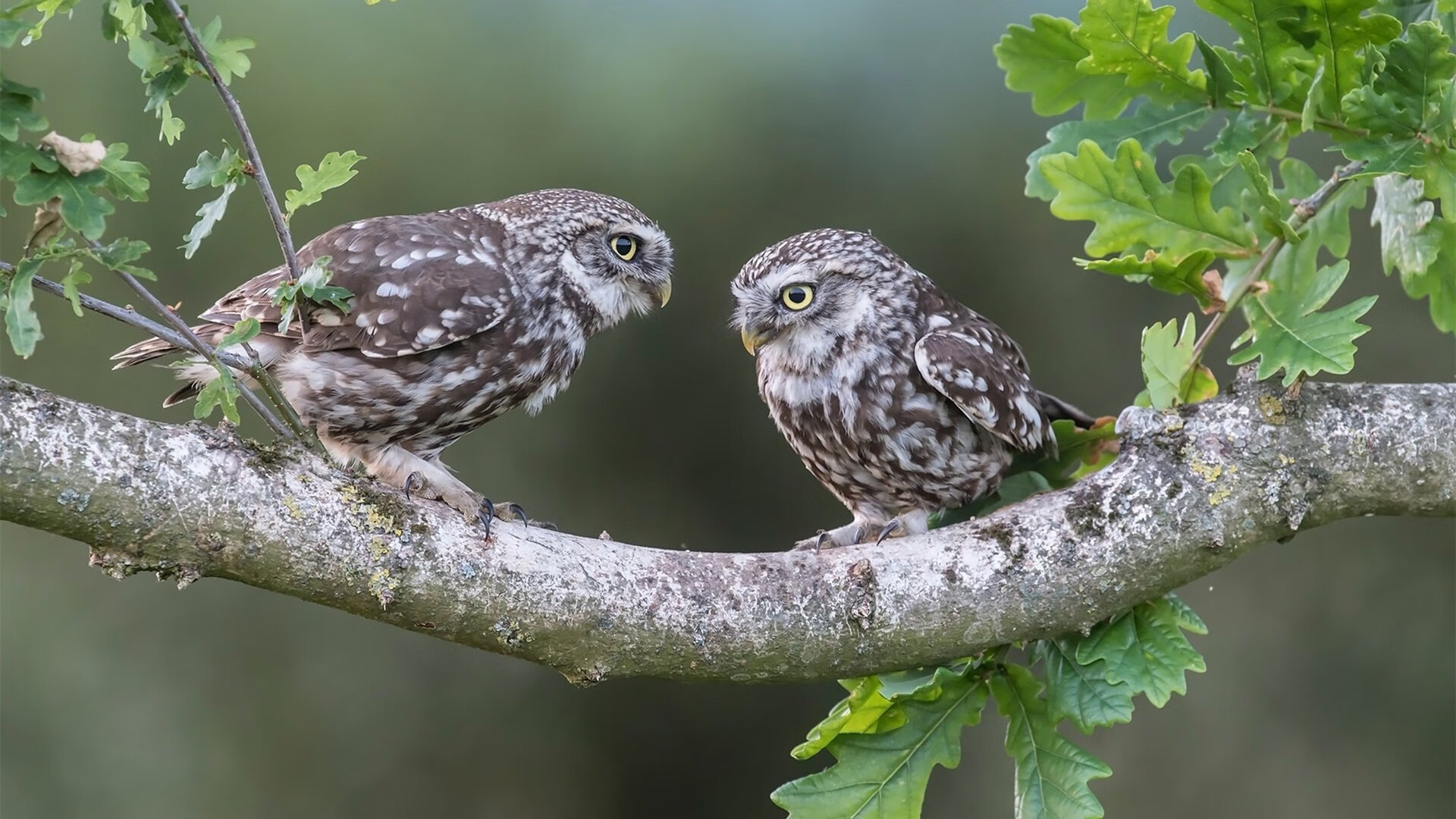 浙江雄狮高效进攻策略获得联赛认可，浙江雄狮服务队