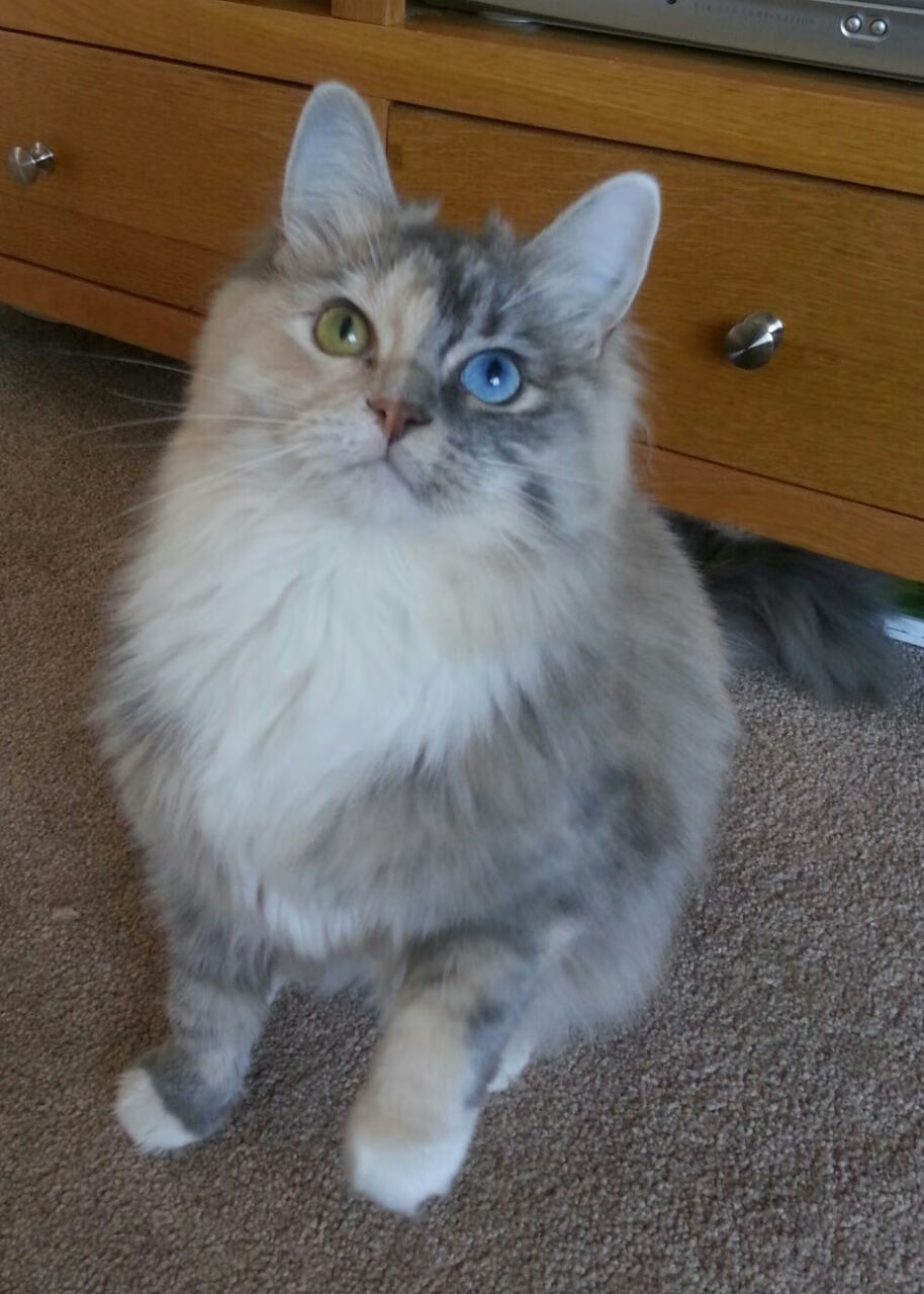 罗马打出阵地战配合完成精彩进球,罗马队阵型