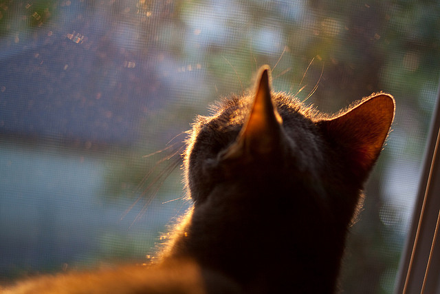 以足球为纽带的地方文化旅游项目深受欢迎,产业融合不断深化,以足球文化为主题的手抄报