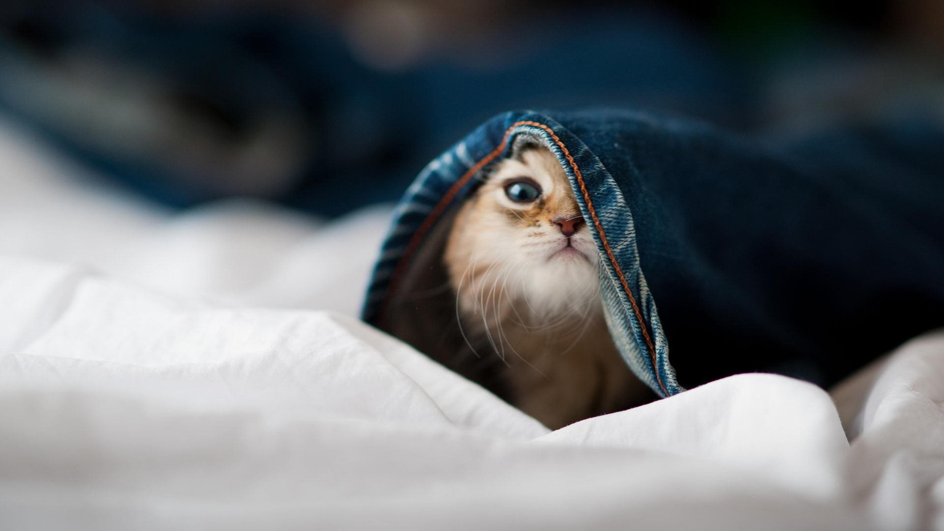 开云注册-体育新闻中心数据分析趋势，国内体育新闻报道